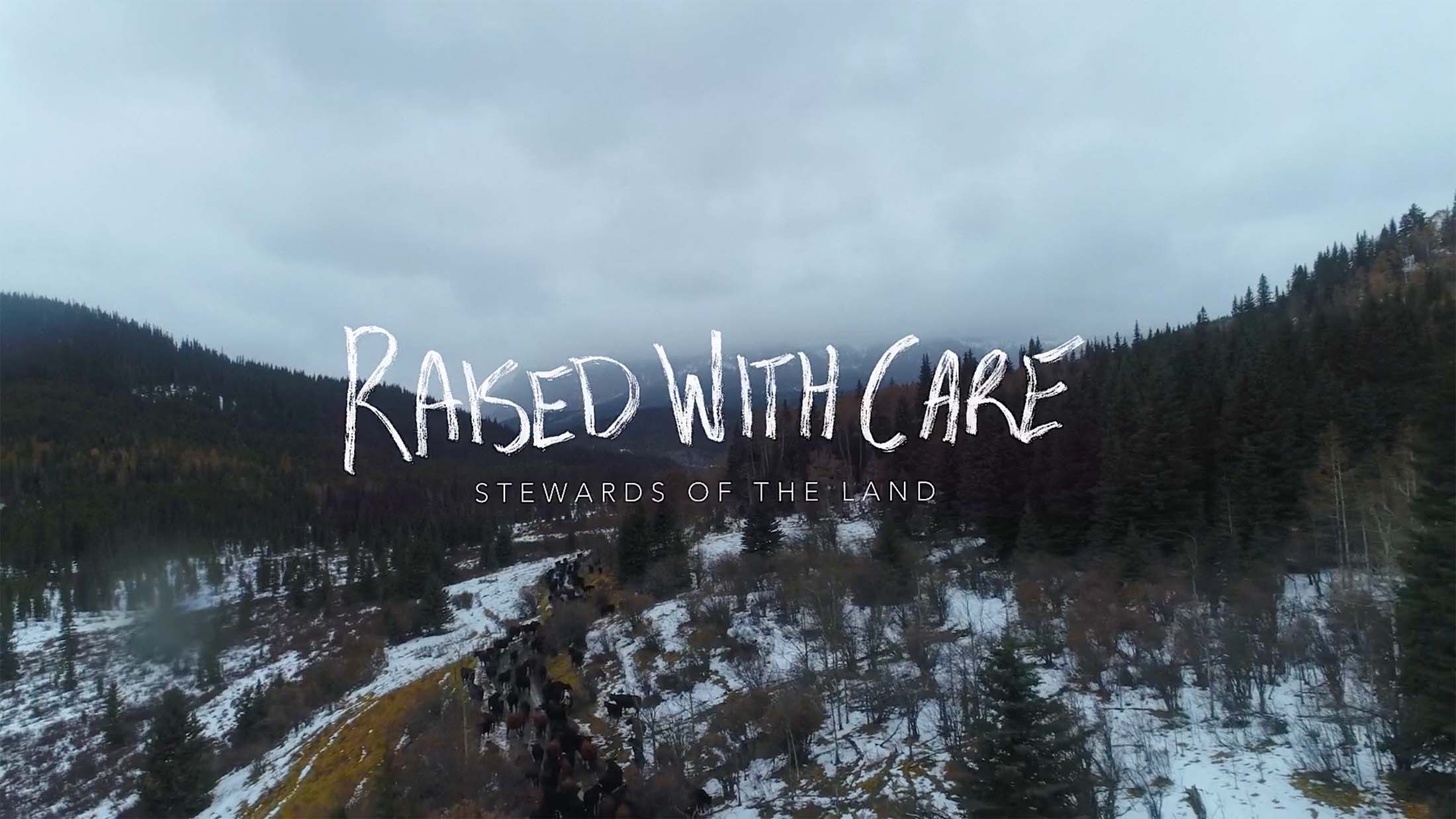 Aerial of a herd of cattle in the Alberta Rocky Mountains from Raised With Care documentary film. Video production company in Edmonton.