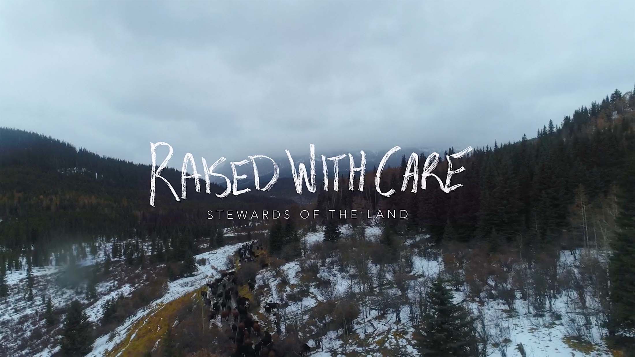 Aerial of a herd of cattle in the Alberta Rocky Mountains from Raised With Care documentary film.